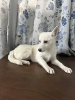 Lu, a female Alaskan Klee Kai for sale in Durham, CT – Photo 4 of 10