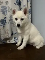 Lu, a female Alaskan Klee Kai for sale in Durham, CT – Photo 6 of 10