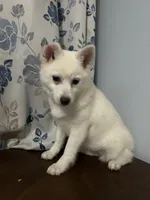 Lu, a female Alaskan Klee Kai for sale in Durham, CT – Photo 4 of 10