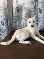 Lu, a female Alaskan Klee Kai for sale in Durham, CT – Photo 9 of 10