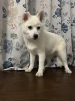 Lu, a female Alaskan Klee Kai for sale in Durham, CT – Photo 8 of 10