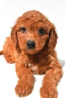 Fran, a female Miniature Goldendoodle for sale in Durham, CT – 5 of 9