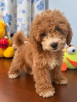 Lina, a female Havapoo for sale in Durham, CT – 8 of 10
