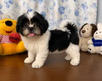 Bingo, a male Shih Tzu for sale in Durham, CT – 8 of 10