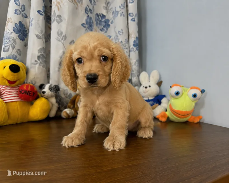 Bingo – Cocker Spaniel puppy for sale in Durham, CT
