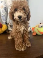 Manny, a male Havapoo for sale in Durham, CT – 9 of 10