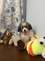 Bella , a female Cockapoo for sale in Durham, CT – 7 of 10