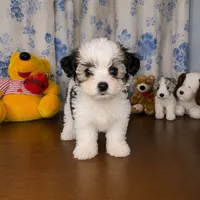 Willy , a male Morkie for sale in Durham, CT – 2 of 10