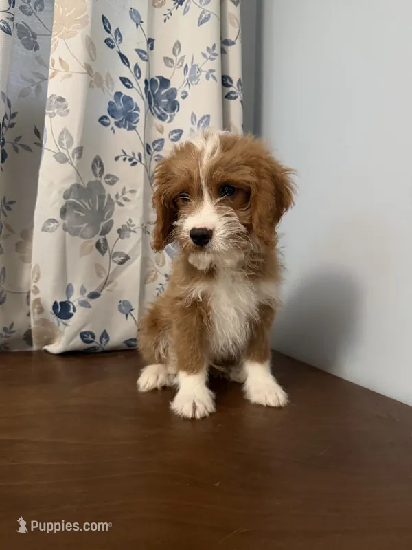 Milo – Cavapoo puppy for sale in Durham, CT