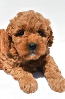 Ellie , a female Miniature Goldendoodle for sale in Durham, CT – 4 of 8