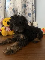 Milo, a male Yorkipoo for sale in Durham, CT – 10 of 10