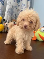 King, a male Bichpoo for sale in Durham, CT – 3 of 10