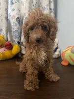 Lucy, a female Havapoo for sale in Durham, CT – 4 of 10