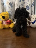 Joe , a male Bichpoo for sale in Durham, CT – 9 of 10
