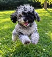 Lu, a female Cavapoo for sale in Durham, CT – 7 of 10