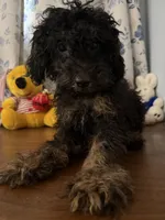 Milo, a male Yorkipoo for sale in Durham, CT – 6 of 10