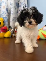 Jena, a female Bichpoo for sale in Durham, CT – 5 of 10