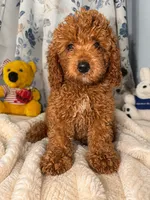 Milo, a male Miniature Goldendoodle for sale in Durham, CT – 9 of 10