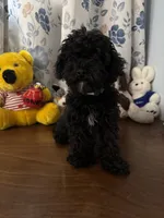 Joe , a male Bichpoo for sale in Durham, CT – 4 of 10