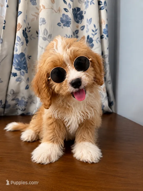 Joe – Cavapoo puppy for sale in Durham, CT