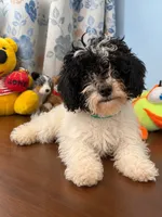 Jena, a female Bichpoo for sale in Durham, CT – 10 of 10