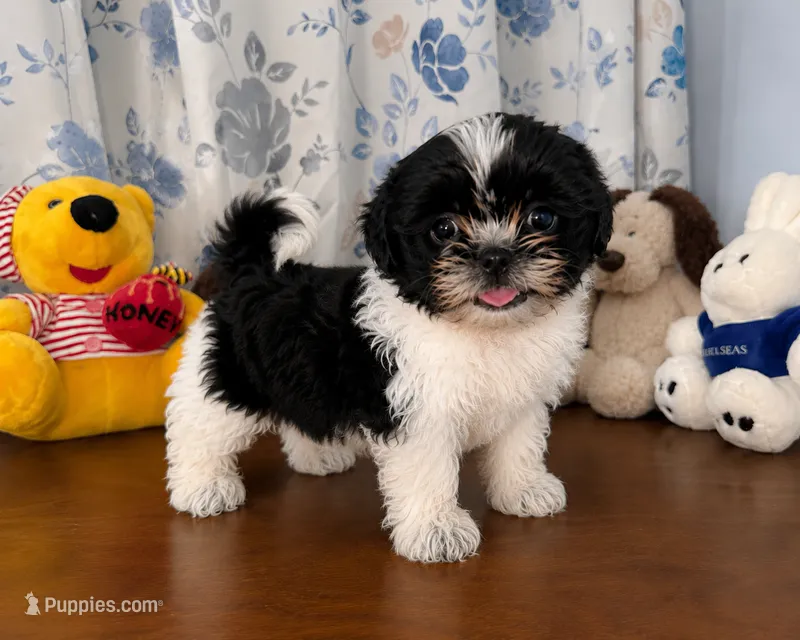 Fluffy  – Shih Tzu puppy for sale in Durham, CT