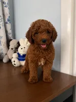 Brown, a male Poodle - Miniature  for sale in Durham, CT – 8 of 10