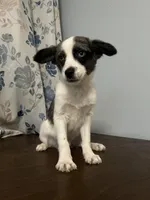 Milo, a male Cockapoo and Alaskan Klee Kai for sale in Durham, CT – Photo 2 of 10