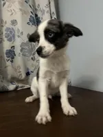 Milo, a male Cockapoo and Alaskan Klee Kai for sale in Durham, CT – Photo 5 of 10