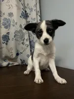 Milo, a male Cockapoo and Alaskan Klee Kai for sale in Durham, CT – Photo 10 of 10