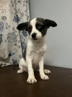 Milo, a male Cockapoo and Alaskan Klee Kai for sale in Durham, CT – Photo 3 of 10