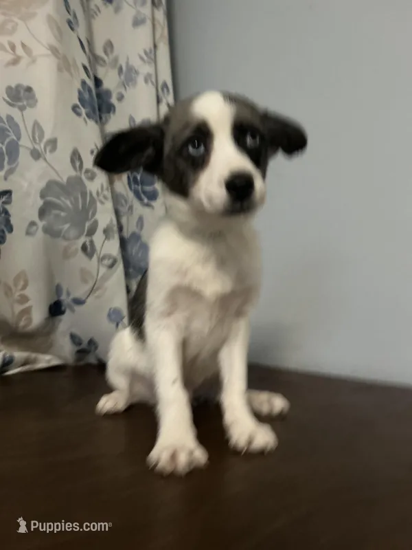 Milo, a male Cockapoo and Alaskan Klee Kai for sale in Durham, CT – Photo 1 of 10