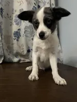 Milo, a male Cockapoo and Alaskan Klee Kai for sale in Durham, CT – Photo 7 of 10