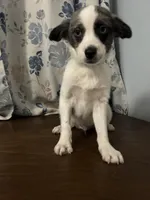 Milo, a male Cockapoo and Alaskan Klee Kai for sale in Durham, CT – Photo 9 of 10