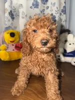 Daisey , a female Miniature Goldendoodle for sale in Durham, CT – 4 of 10