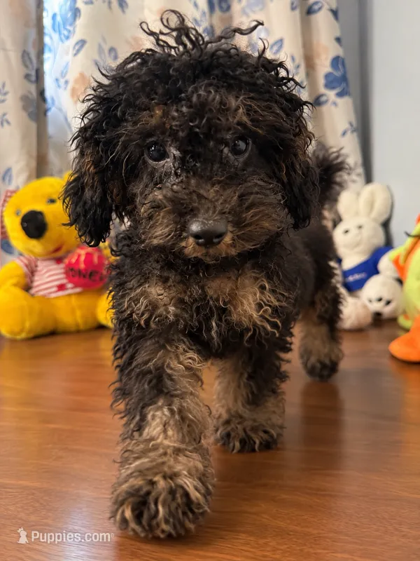 Milo – Yorkipoo puppy for sale in Durham, CT