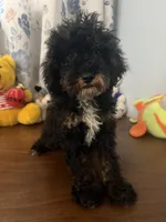 Danny, a male Havapoo for sale in Durham, CT – 9 of 10