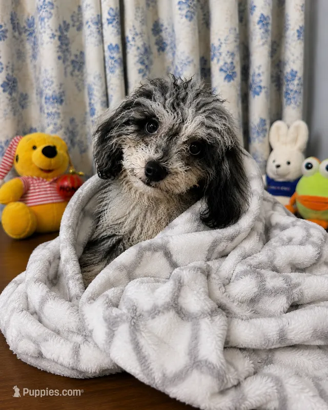 Lilly – Cavapoo puppy for sale in Durham, CT