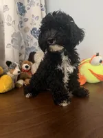 King, a male Bichpoo for sale in Durham, CT – 6 of 10