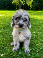 Lilly, a female Cavapoo for sale in Durham, CT – 9 of 10