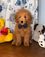Bailey , a male Miniature Goldendoodle for sale in Durham, CT – 7 of 10