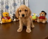 Bingo, a male Cocker Spaniel for sale in Durham, CT – 2 of 10