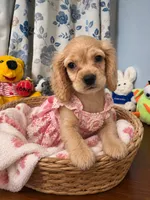 Jess, a female Cocker Spaniel for sale in Durham, CT – 2 of 10