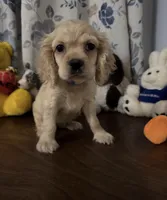 Lu, a female Cocker Spaniel for sale in Durham, CT – 3 of 10