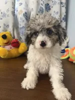 Bingo, a male Cockapoo for sale in Durham, CT – 7 of 10