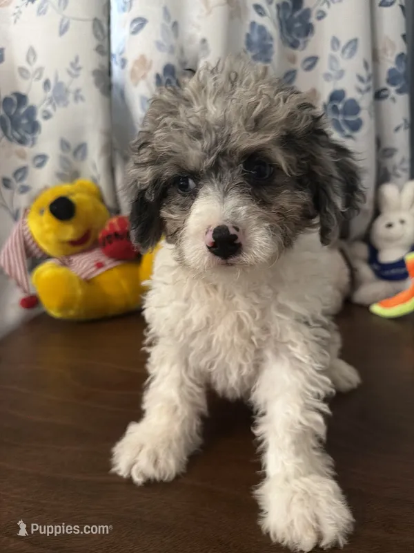 Bingo – Cockapoo puppy for sale in Durham, CT