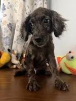 Bobby, a male Cockapoo for sale in Durham, CT – 4 of 10