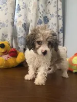 Bingo, a male Cockapoo for sale in Durham, CT – 10 of 10