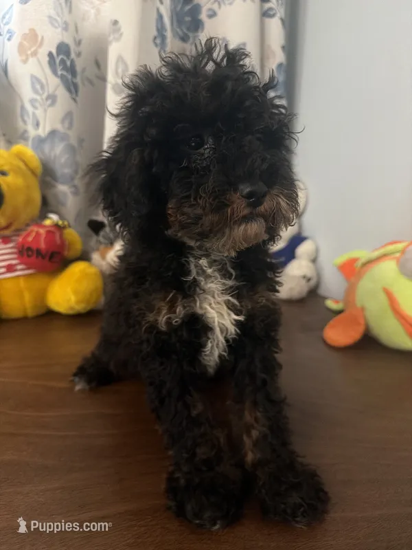 Danny – Havapoo puppy for sale in Durham, CT