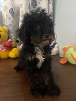 Danny, a male Havapoo for sale in Durham, CT – 1 of 10